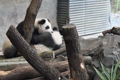 View of an animal on wood in zoo