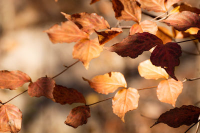 Close-up of dried autumn leaves