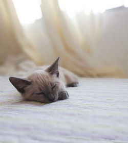 Close-up of cat sleeping on bed