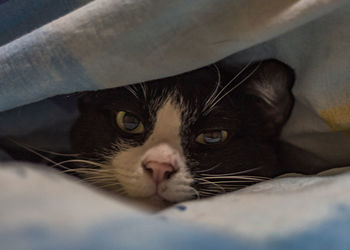 Close-up portrait of a cat