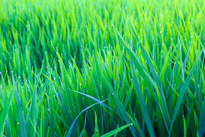 Full frame shot of crops growing on field