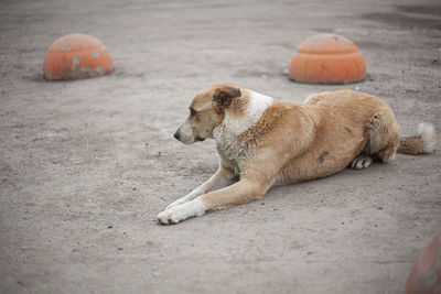 Homeless dog on the street. the dog lies on the pavement. sterilization of abandoned dogs.