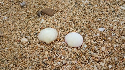 High angle view of shells on sand