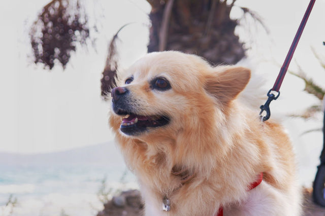 Close-up of dog with mouth open | ID: 107457732