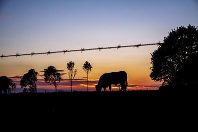 Silhouette of horse grazing on field during sunset