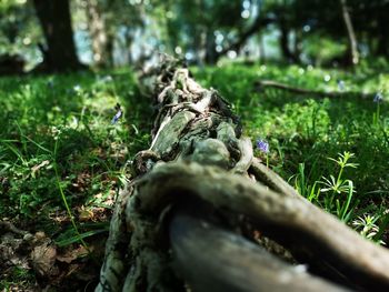 Close-up of tree trunk on field