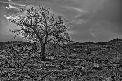 Bare tree on field against sky