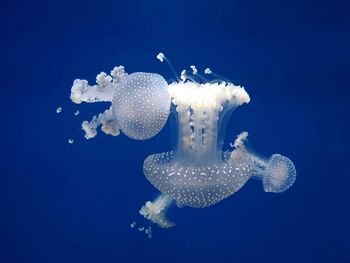 Jellyfish swimming in sea