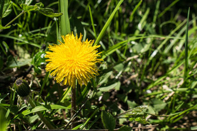 Close-up of yellow flower on field