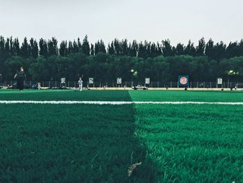 Trees on field against clear sky