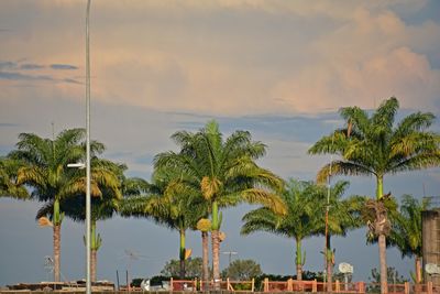 Panoramic view of palm trees against sky during sunset