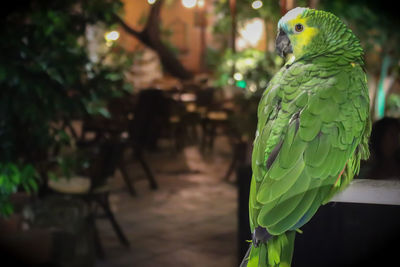 Close-up of parrot perching on tree