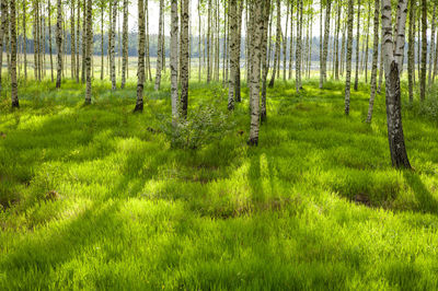 Scenic view of grassy field