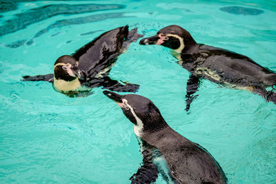 High angle view of penguin swimming in pool