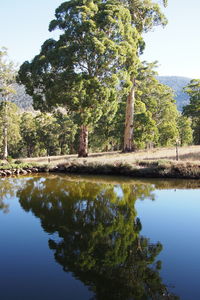 Reflection of trees in water