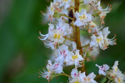 Close-up of white cherry blossoms