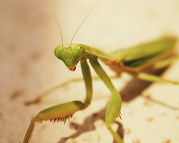 Close-up of insect on leaf