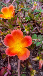 High angle view of orange flower on field