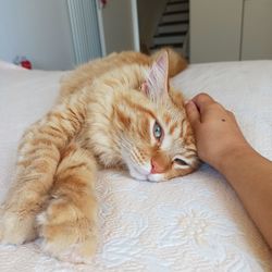 Cat lying on bed at home