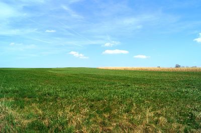 Scenic view of agricultural field against sky