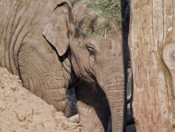 Close-up of elephant