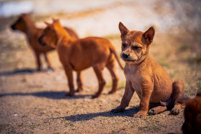 View of two dogs on field