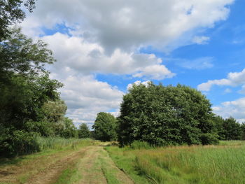 Trees on field against sky