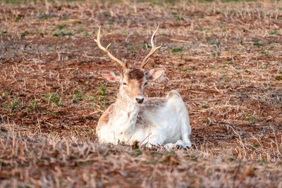 Fallow deer in the national park amsterdamse waterleidingduinen, the netherlands.	