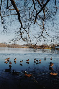 Birds swimming in lake