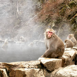 Monkey sitting on rock by lake