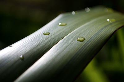 Close-up of water drops on leaf