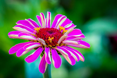 Close-up of gerbera daisy blooming outdoors