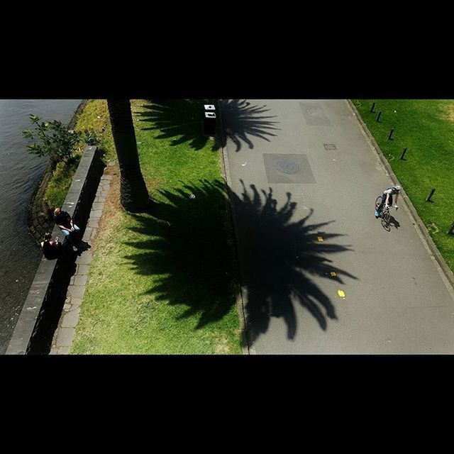 transportation, road, street, bicycle, high angle view, land vehicle, road marking, shadow, mode of transport, palm tree, men, sunlight, walking, motion, day, growth, on the move, lifestyles, outdoors