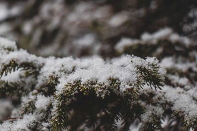 Close-up of snow covered pine tree