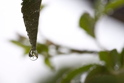 Close-up of water drops on spider web