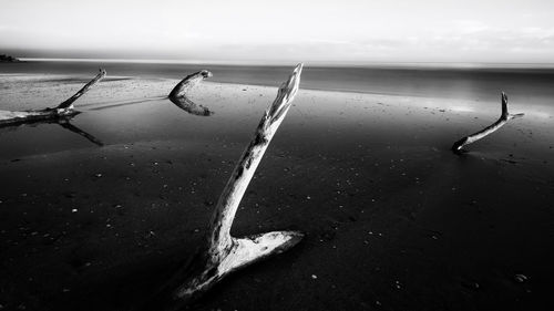 Close-up of starfish on beach against sky