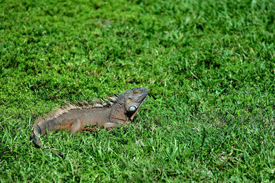 High angle view of lizard on field