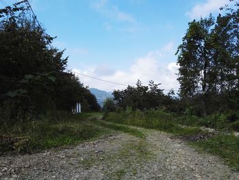 Road amidst trees in forest against sky