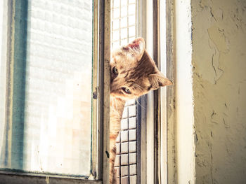 Cat relaxing on window sill