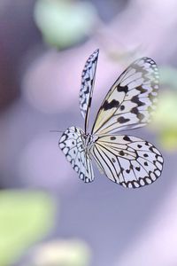 Close-up of butterfly on flower