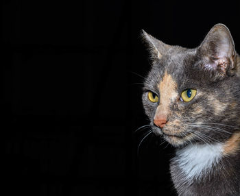 Portrait of cat against black background