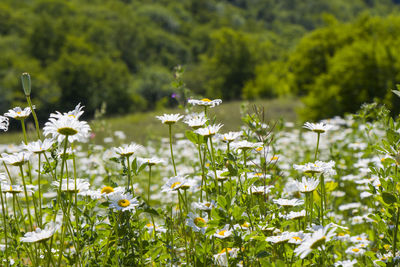 Close-up of white flowering plants on field