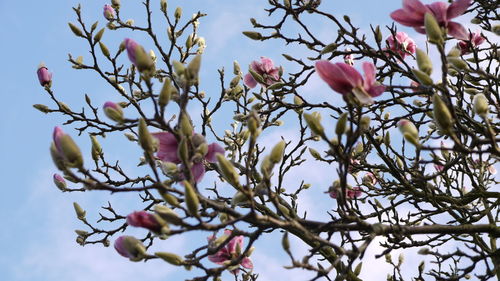 Low angle view of pink flowers