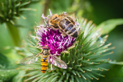 Close-up of honey bee on thistle