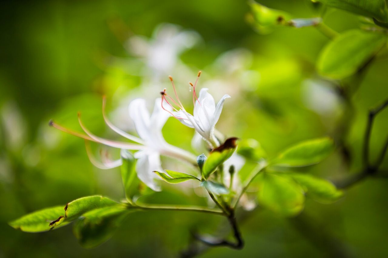 flower, growth, freshness, petal, white color, fragility, flower head, beauty in nature, close-up, nature, focus on foreground, blooming, plant, leaf, in bloom, selective focus, white, stamen, blossom, stem