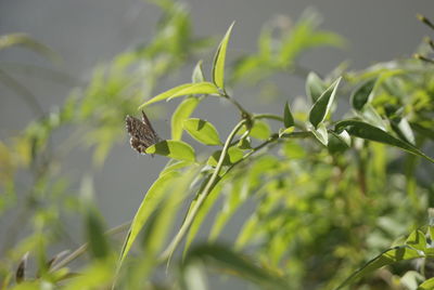 Close-up of insect on plant