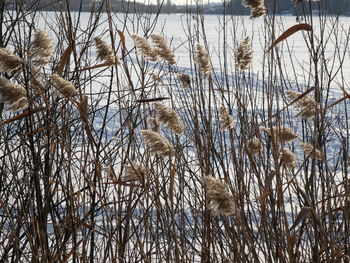 Grass in lake during winter