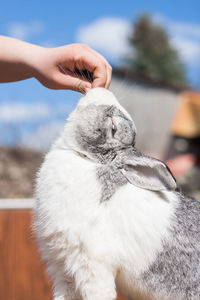 Close-up of hand holding bird against blurred background