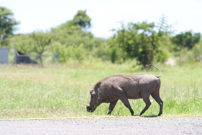 Side view of horse walking on road