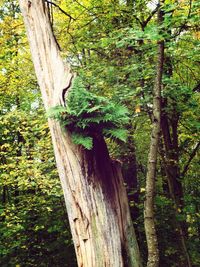 Wooden tree in forest